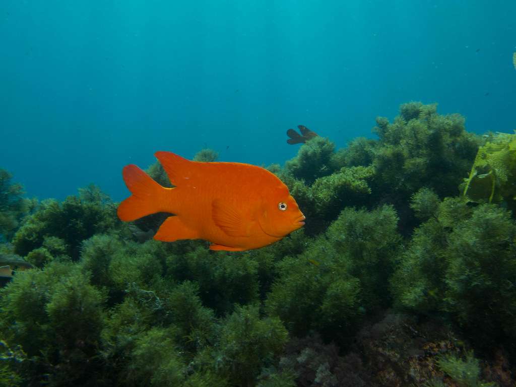 dive-photo