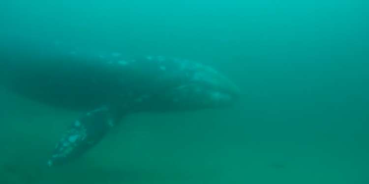 dive-photo