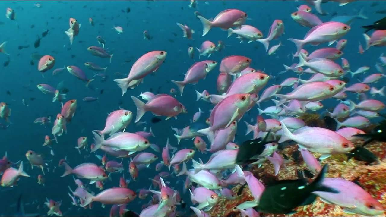 dive-photo