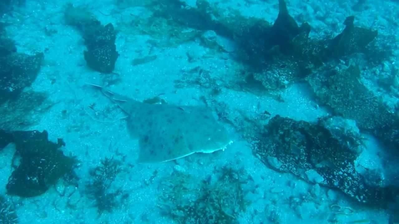 dive-photo